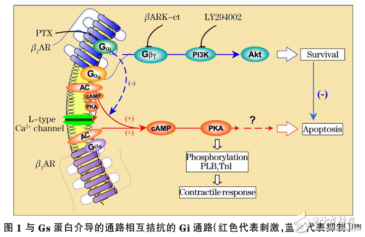光生物調節(jié)的作用及激光醫(yī)學原理與醫(yī)用激光器的介紹